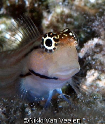 Red Sea Combtooth blenny taken at Sharksbay with E300 and... by Nikki Van Veelen 